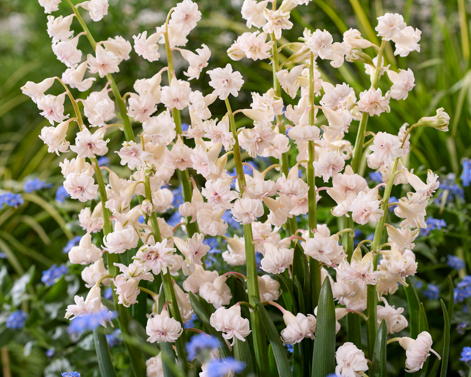 Hyacinth 'Gloria Mundi'