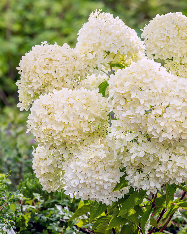 Hydrangea 'Better Belle'