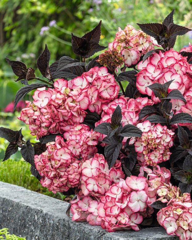 Hydrangea 'Choco Black Velvet'