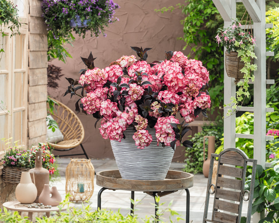 Hydrangea 'Choco Black Velvet'