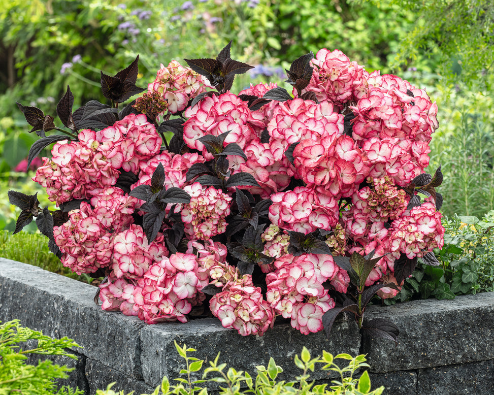 Hydrangea 'Choco Black Velvet'