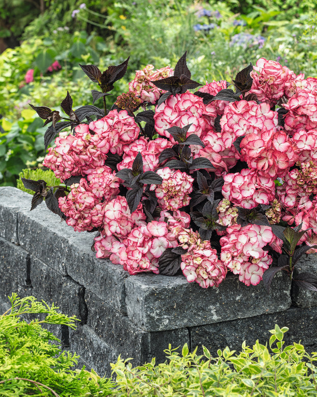 Hydrangea 'Choco Black Velvet'