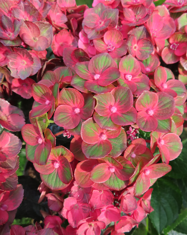 Hydrangea 'Choco Love'