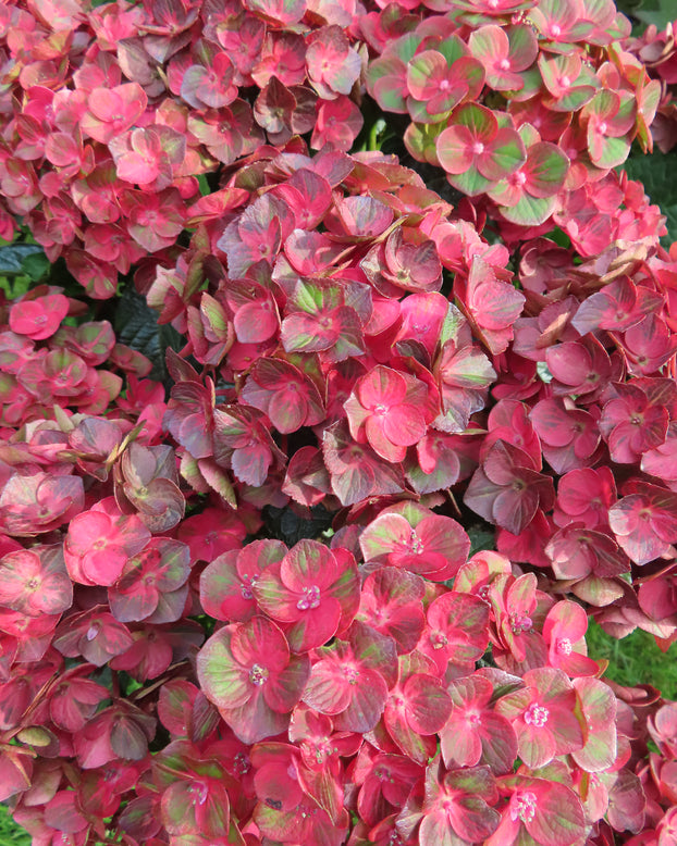 Hydrangea 'Choco Love'