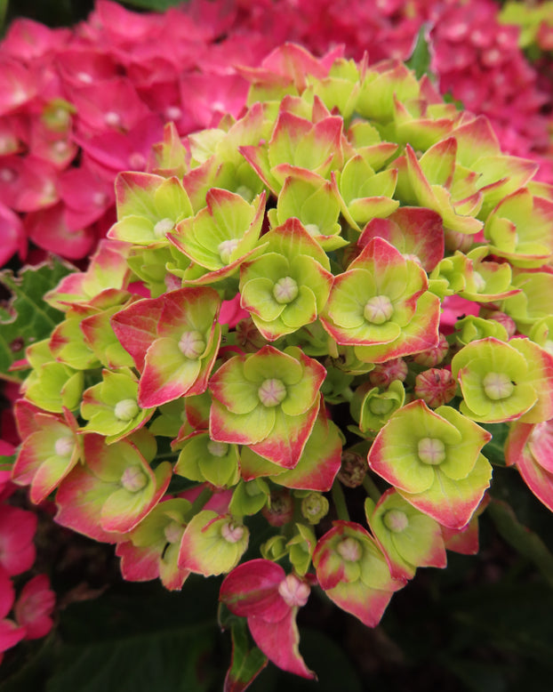 Hydrangea 'Choco Love'