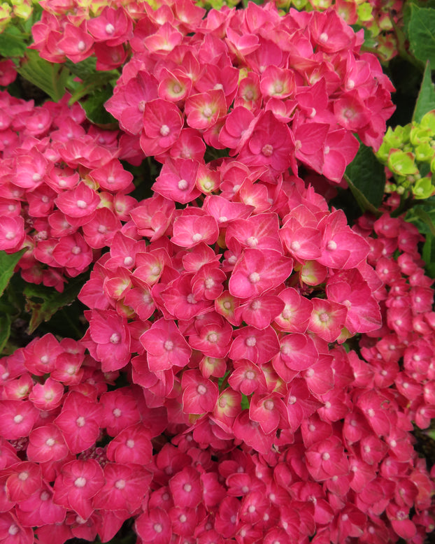 Hydrangea 'Choco Love'