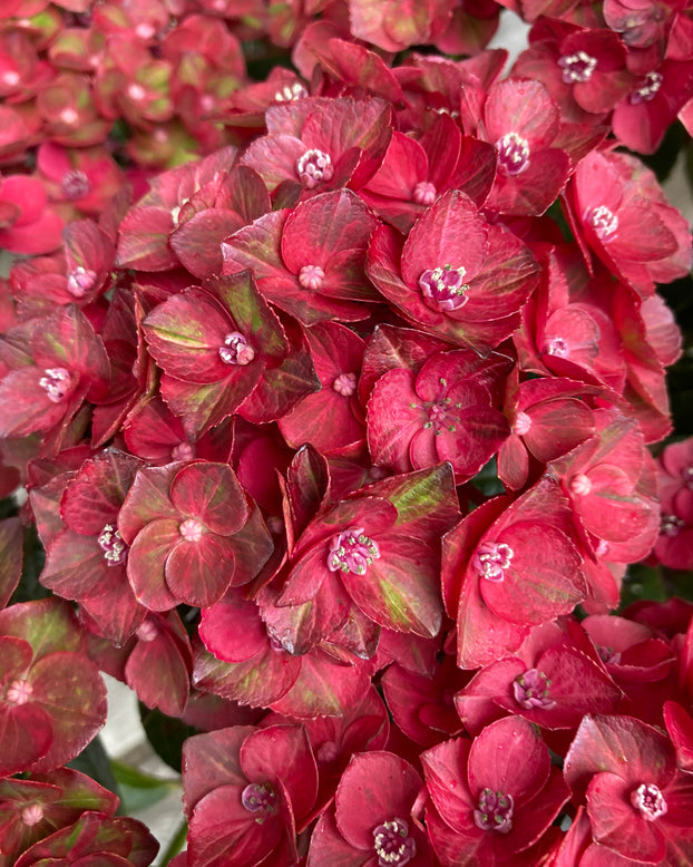 Hydrangea 'Choco Love'