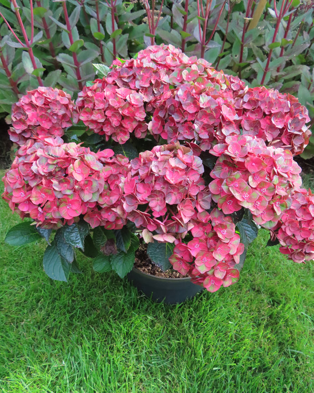 Hydrangea 'Choco Love'
