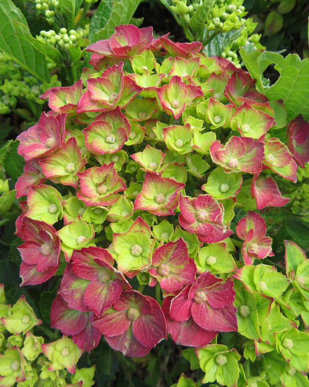 Hydrangea 'Choco Love'