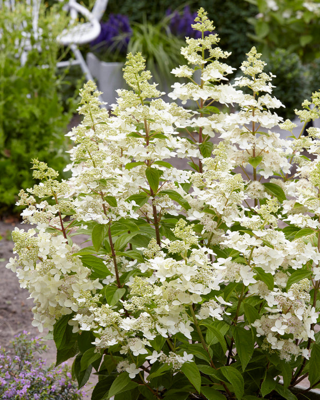 Hydrangea 'Confetti'