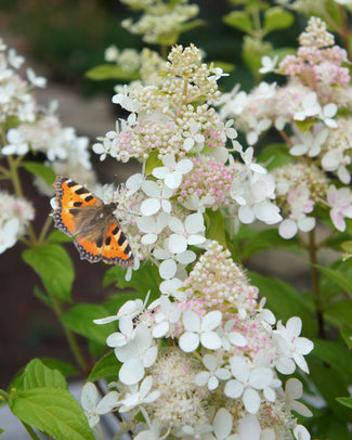 Hydrangea 'Confetti'