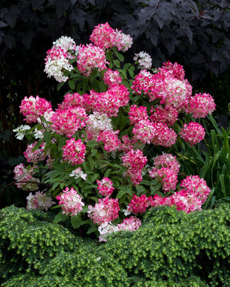 Hydrangea 'Diamant Rouge'