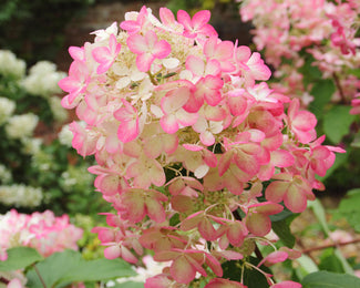 Hydrangea 'Diamant Rouge'