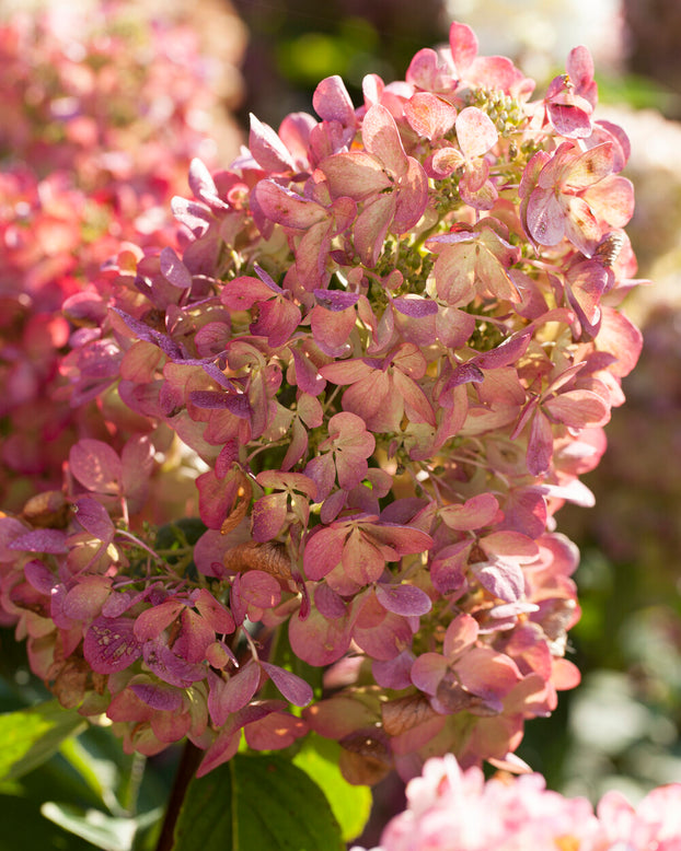 Hydrangea 'Diamant Rouge'