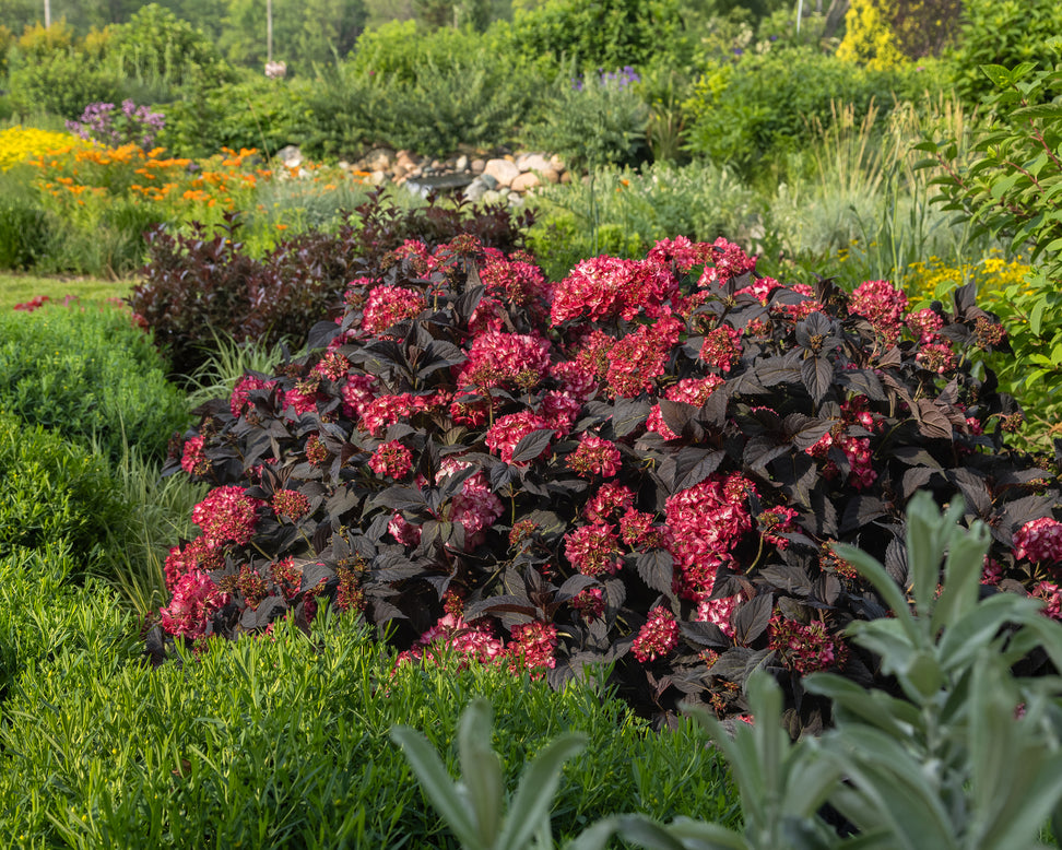 Hydrangea 'Eclipse'