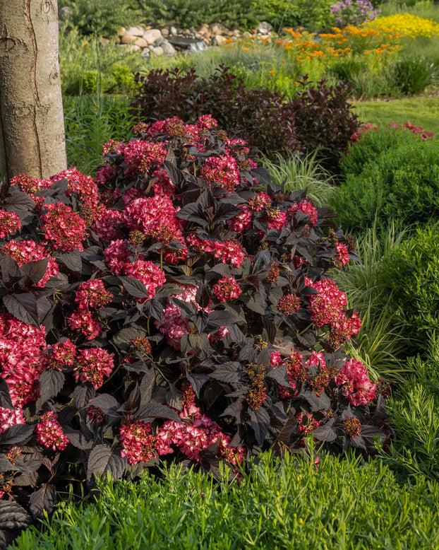 Hydrangea 'Eclipse'
