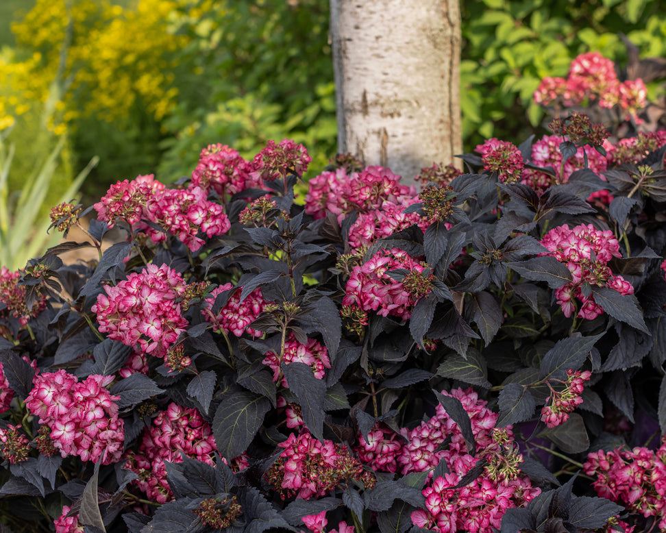 Hydrangea 'Eclipse'