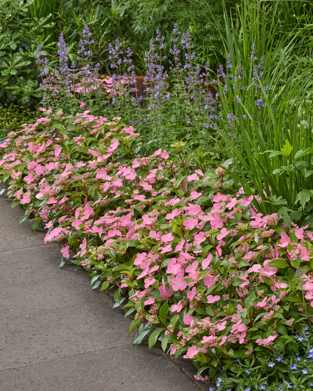 Hydrangea 'First Love Pink'