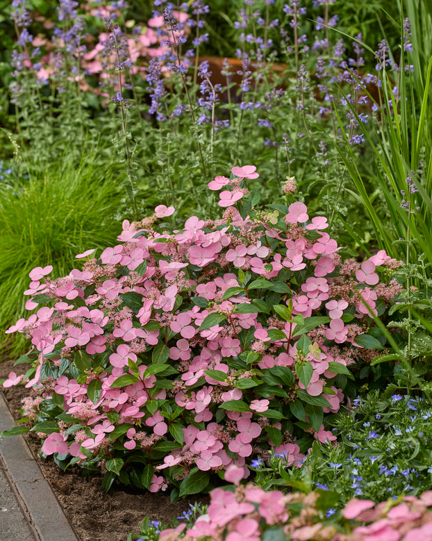Hydrangea 'First Love Pink'