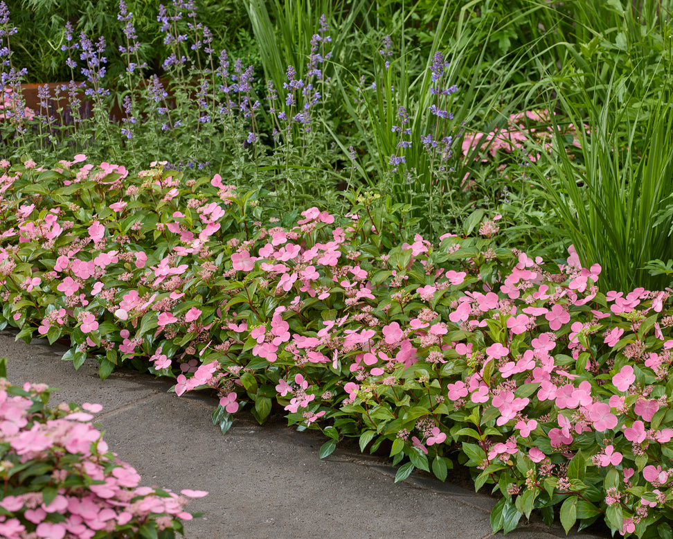 Hydrangea 'First Love Pink'
