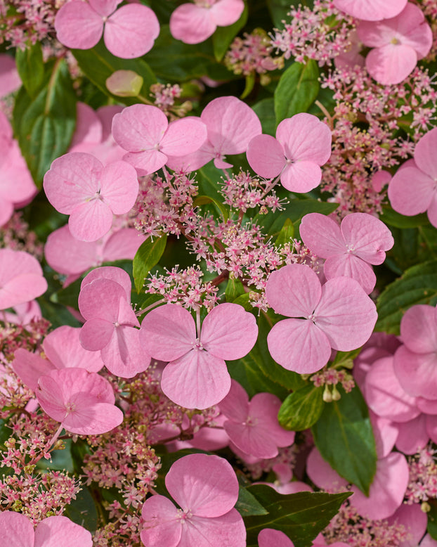 Hydrangea 'First Love Pink'
