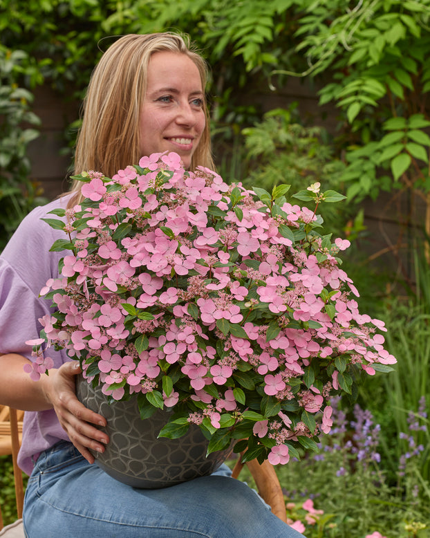 Hydrangea 'First Love Pink'