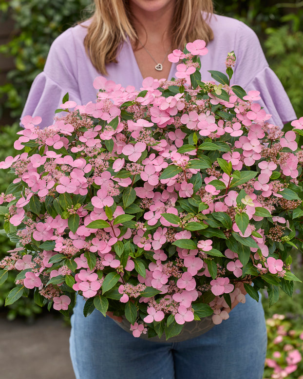 Hydrangea 'First Love Pink'