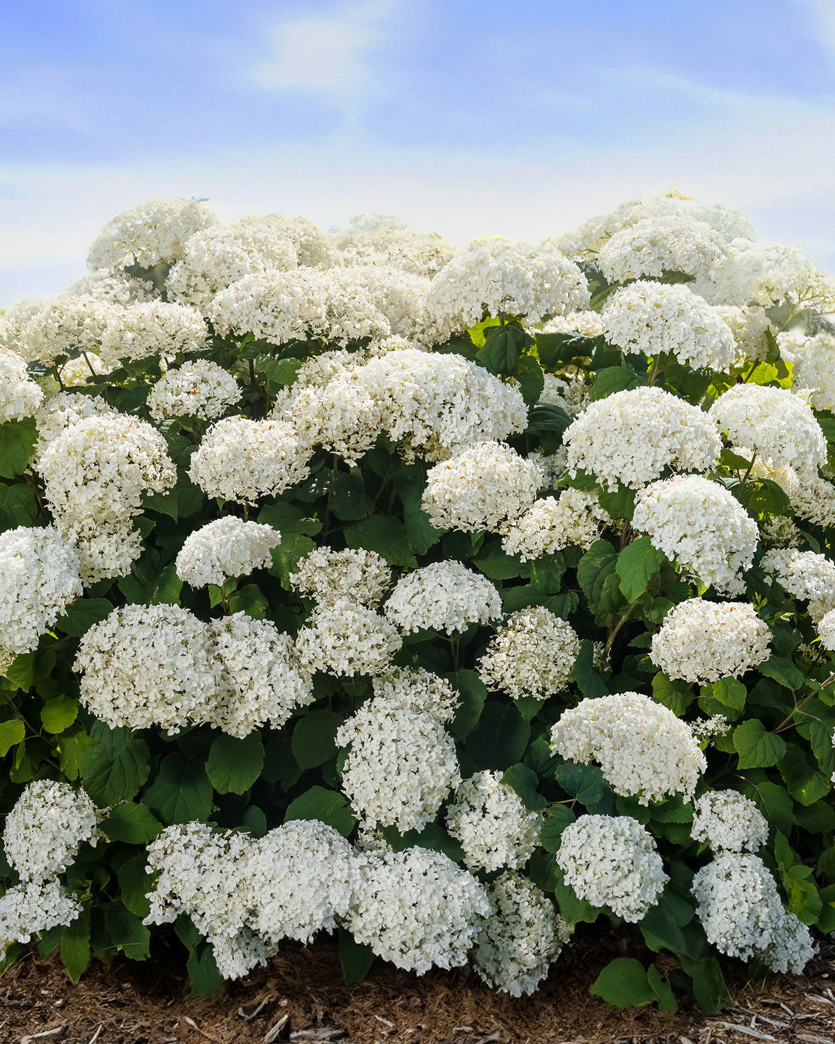 Hydrangea arborescens 'Baiful' (First Editions® FlowerWOW)
