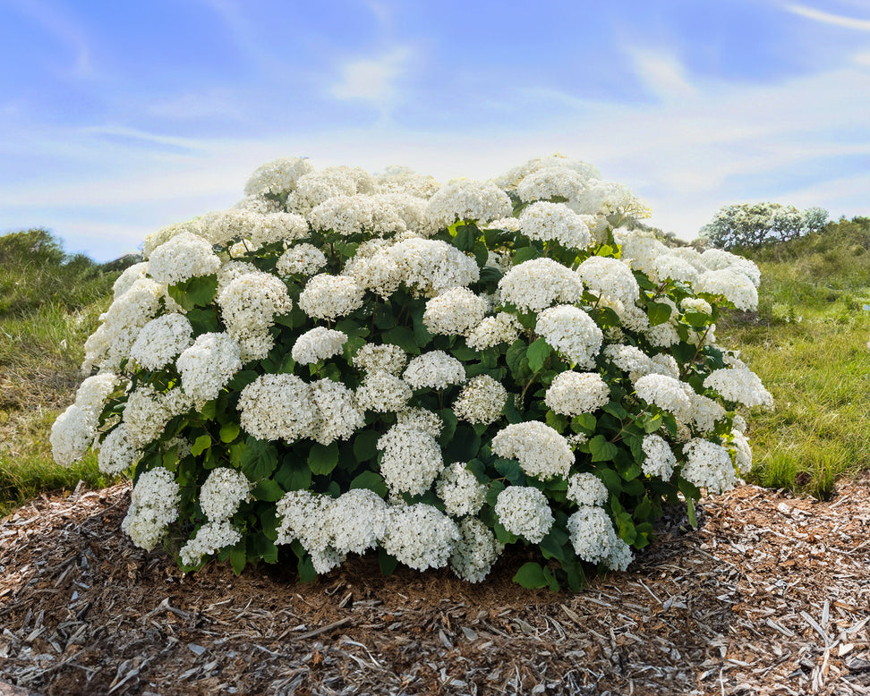 Hydrangea 'Baiful'