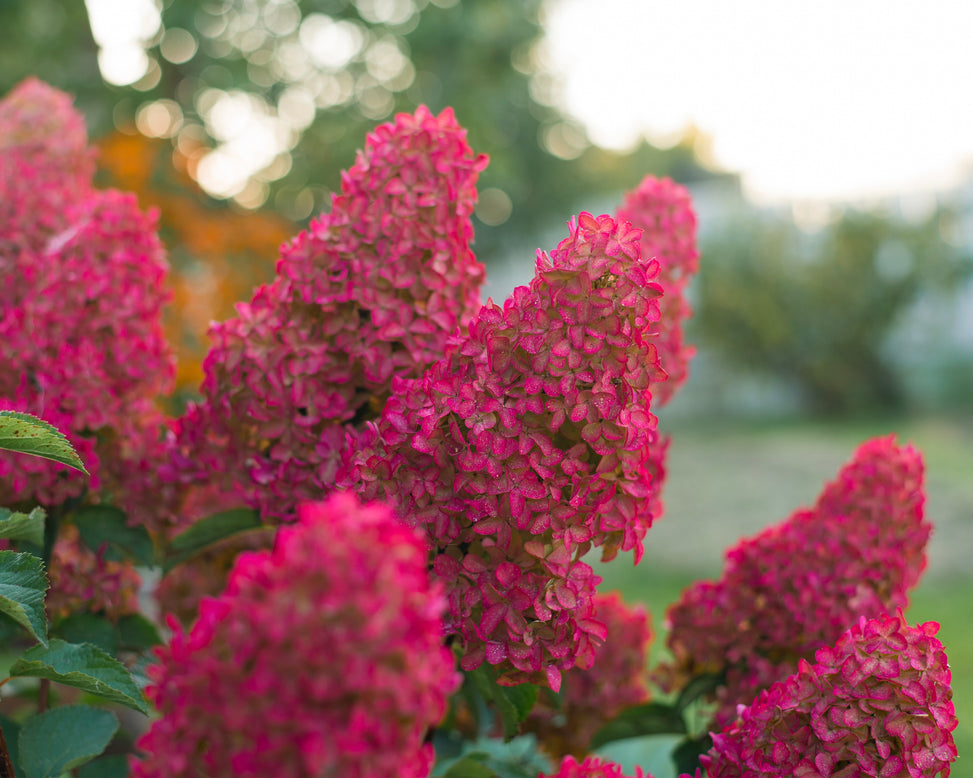 Hydrangea 'Fraise Melba'