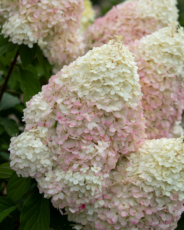 Hydrangea 'Graffiti'