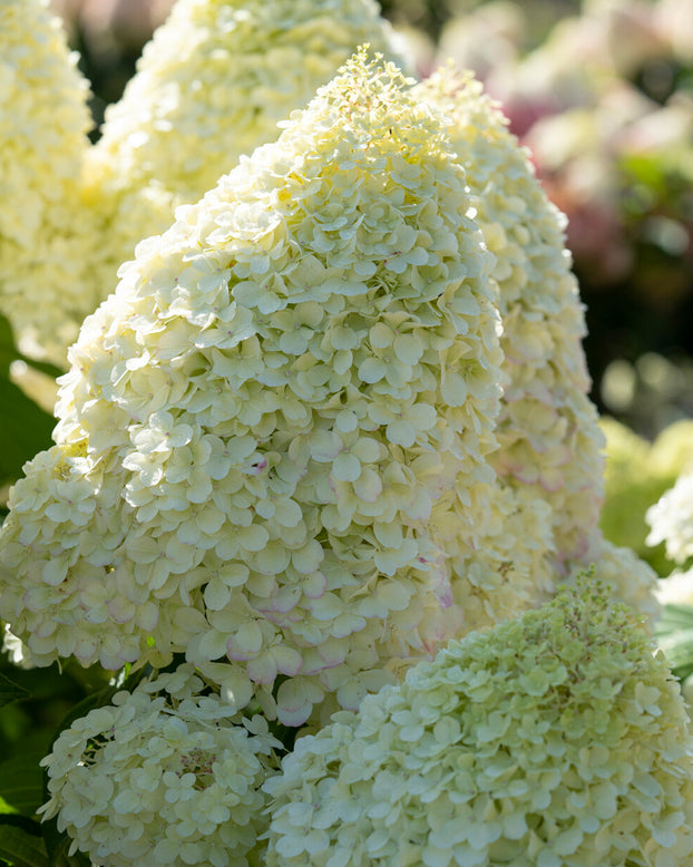 Hydrangea 'Graffiti'