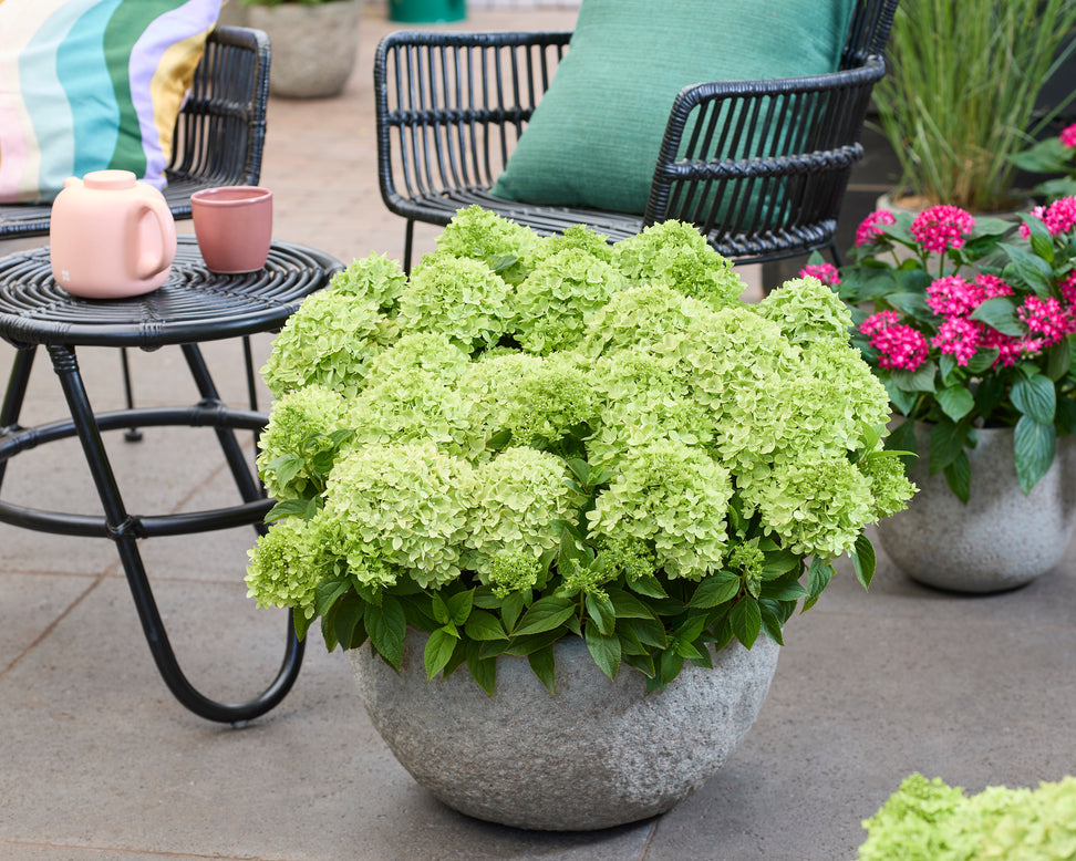 Hydrangea 'Groundbreaker Greeny'