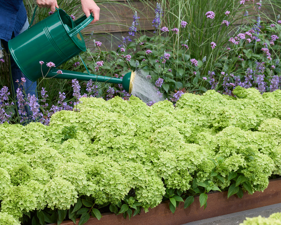 Hydrangea 'Groundbreaker Greeny'