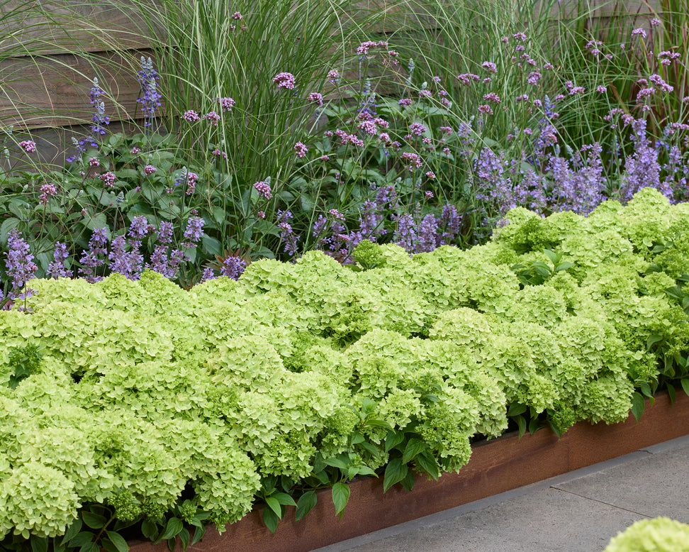 Hydrangea 'Groundbreaker Greeny'