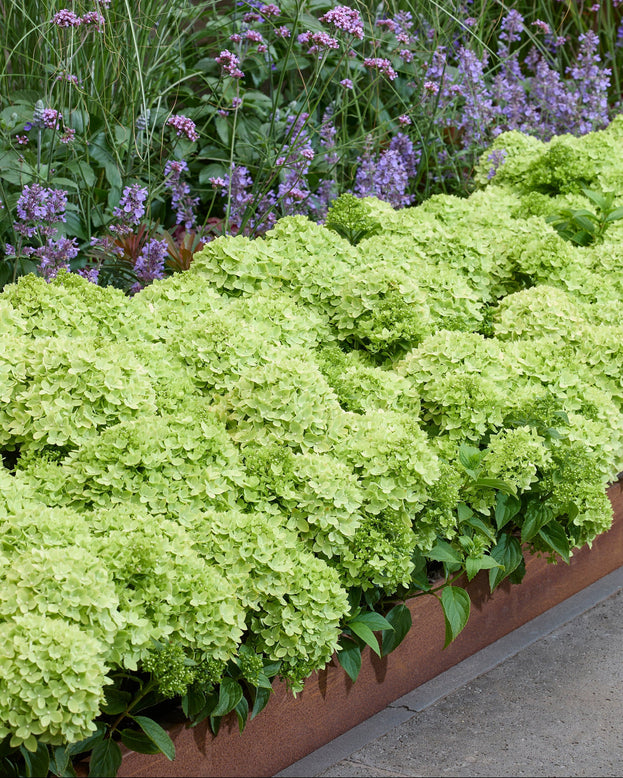 Hydrangea 'Groundbreaker Greeny'
