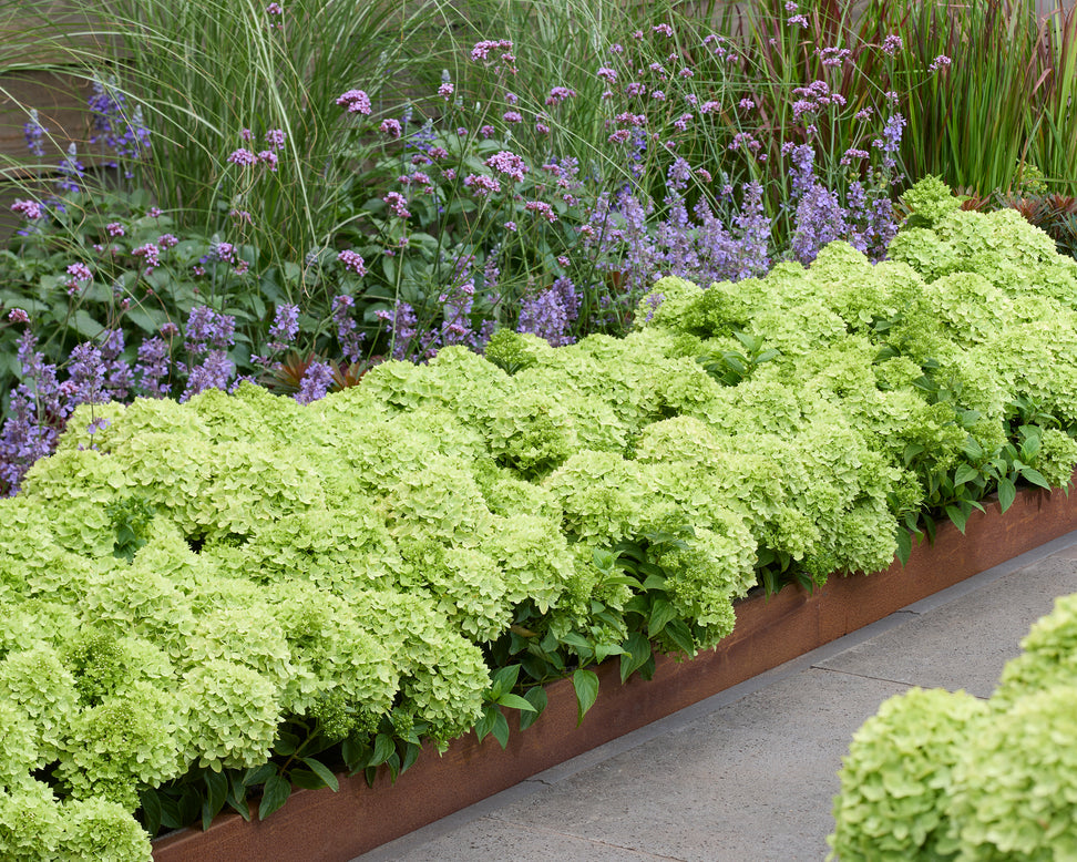 Hydrangea 'Groundbreaker Greeny'