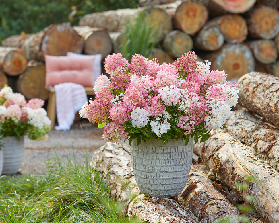 Hydrangea 'Groundbreaker Blush'