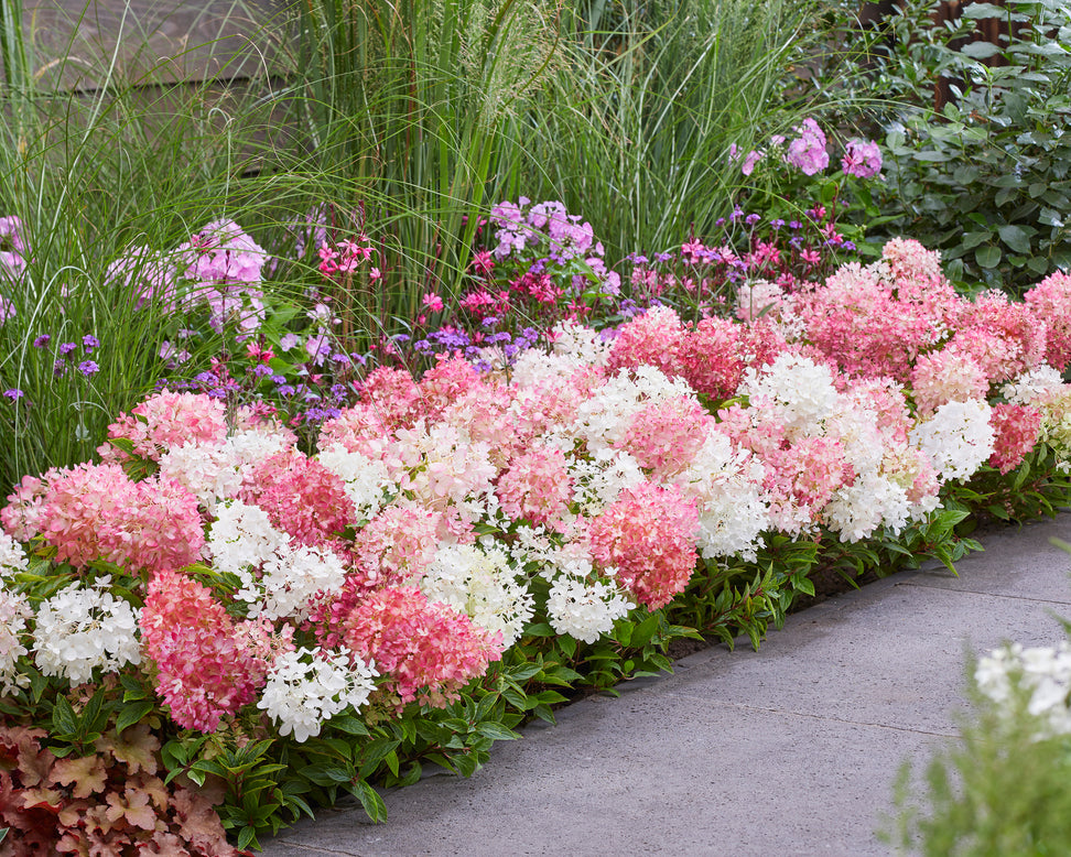 Hydrangea 'Groundbreaker Blush'
