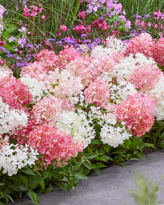 Hydrangea 'Groundbreaker Blush'