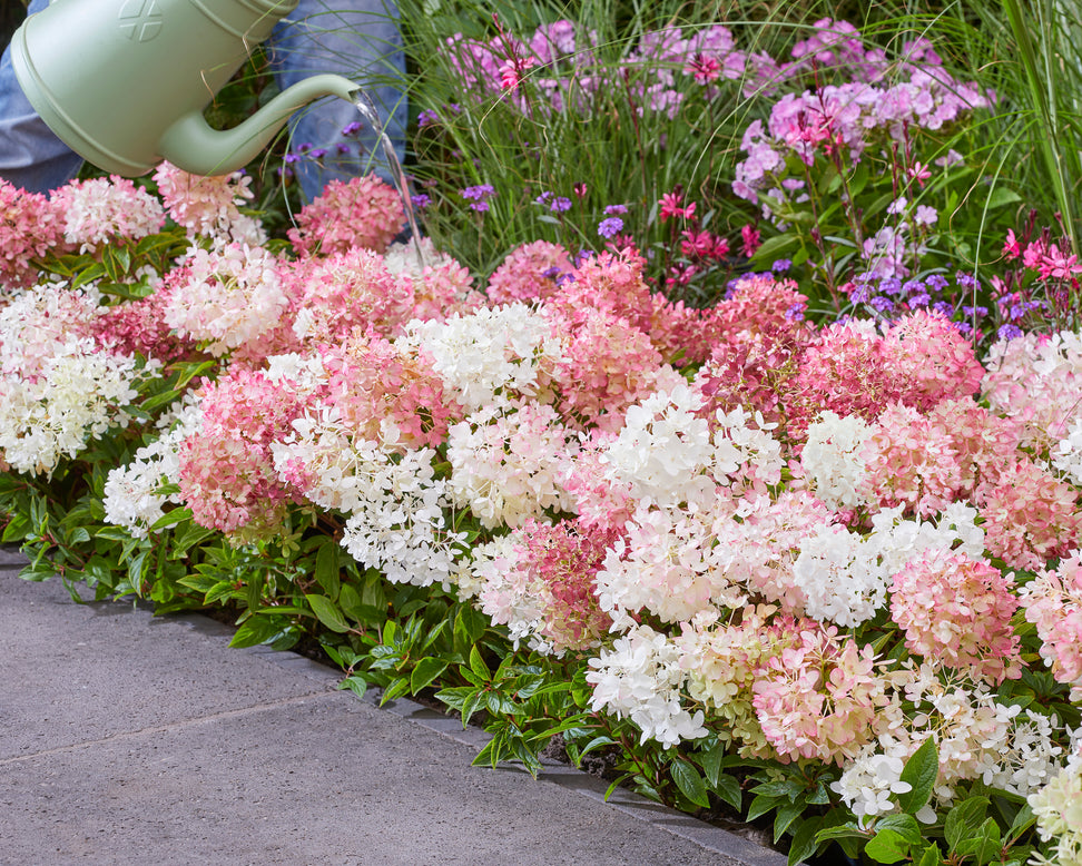 Hydrangea 'Groundbreaker Blush'