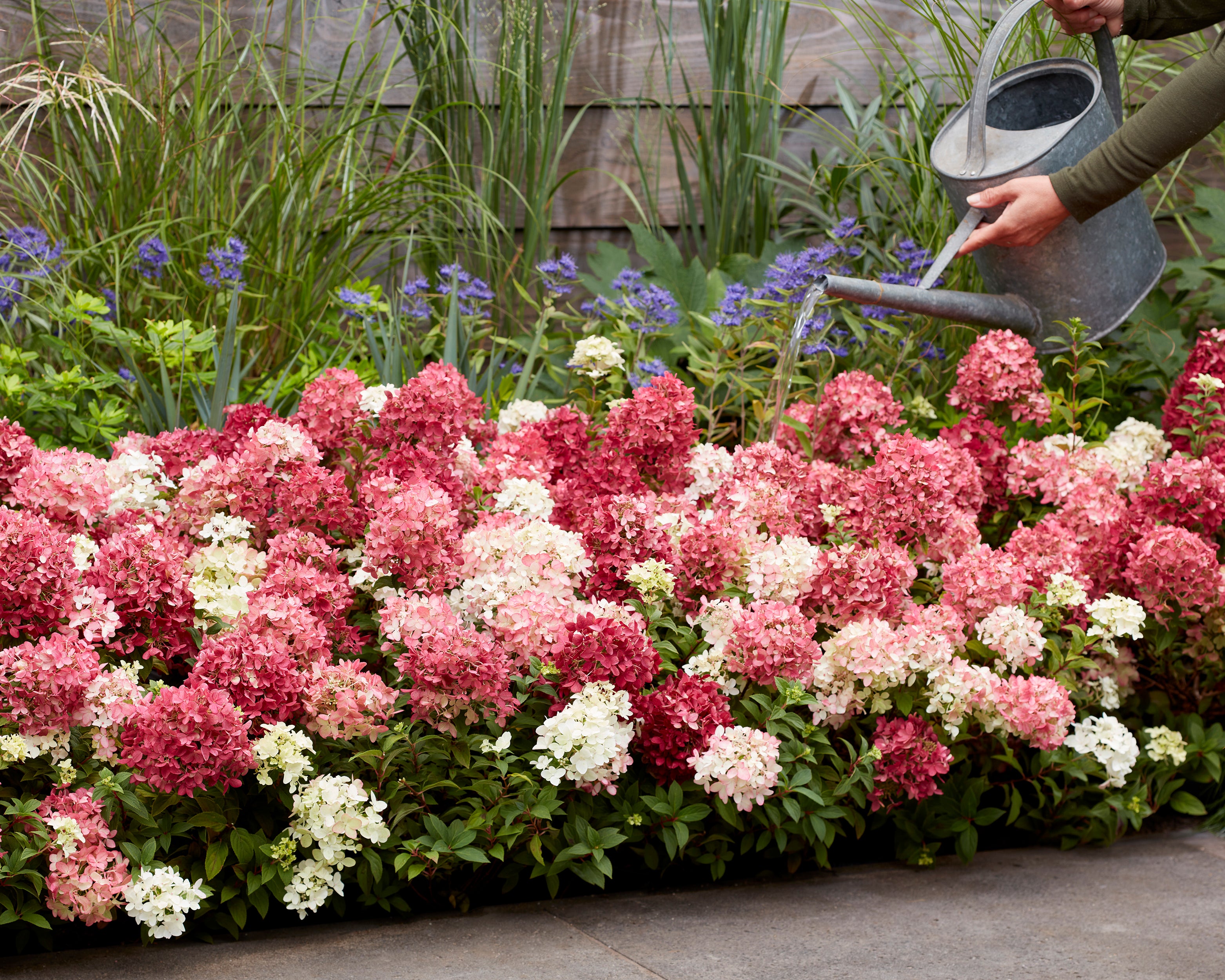 Hydrangea Groundbreaker Ruby Rhs Hydrangea 'Groundbreaker Ruby' bare roots | Buy online at Farmer Gracy UK