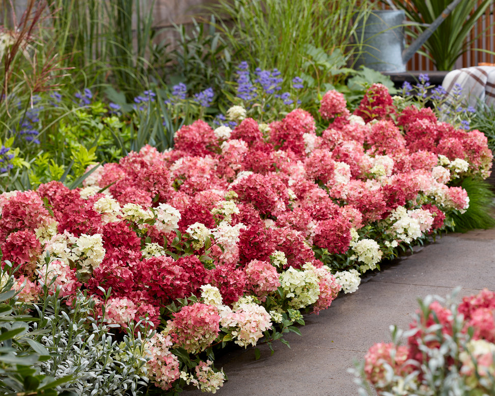 Hydrangea 'Groundbreaker Ruby'