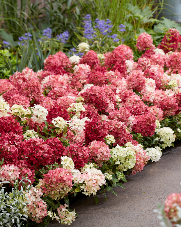 Hydrangea 'Groundbreaker Ruby'