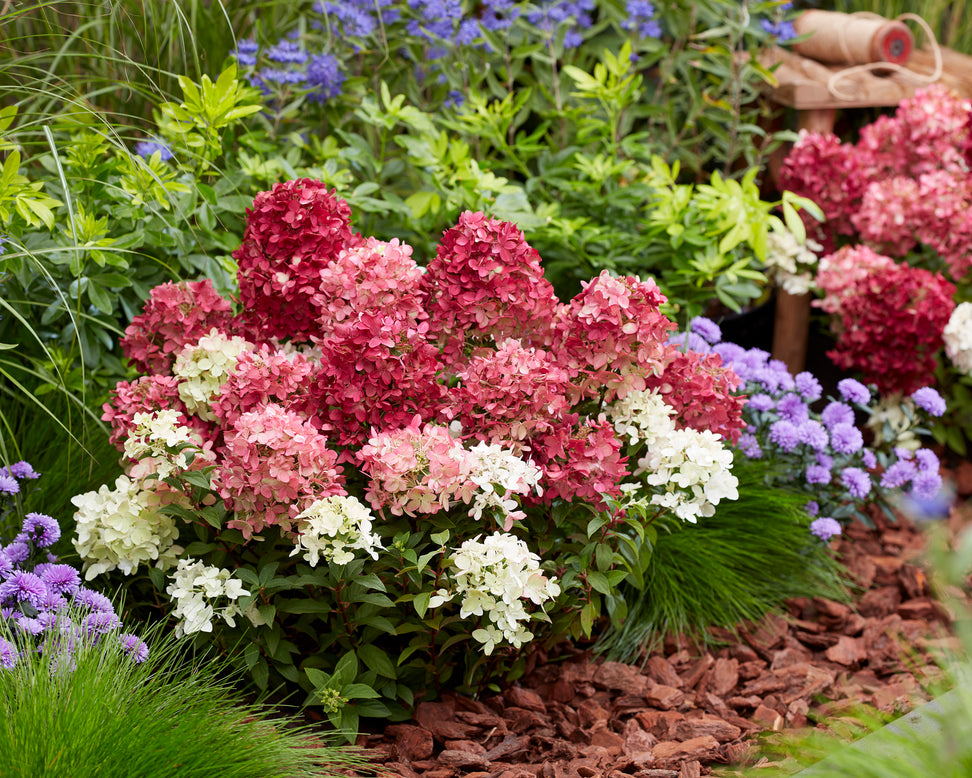 Hydrangea 'Groundbreaker Ruby'