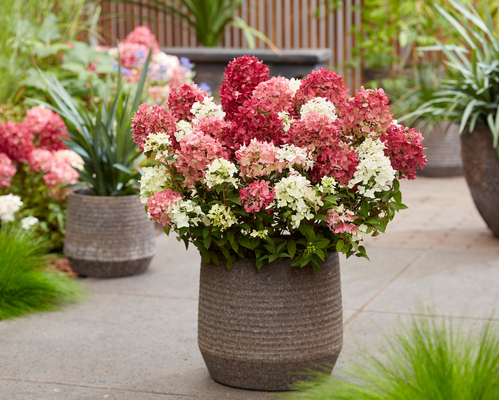 Hydrangea 'Groundbreaker Ruby'