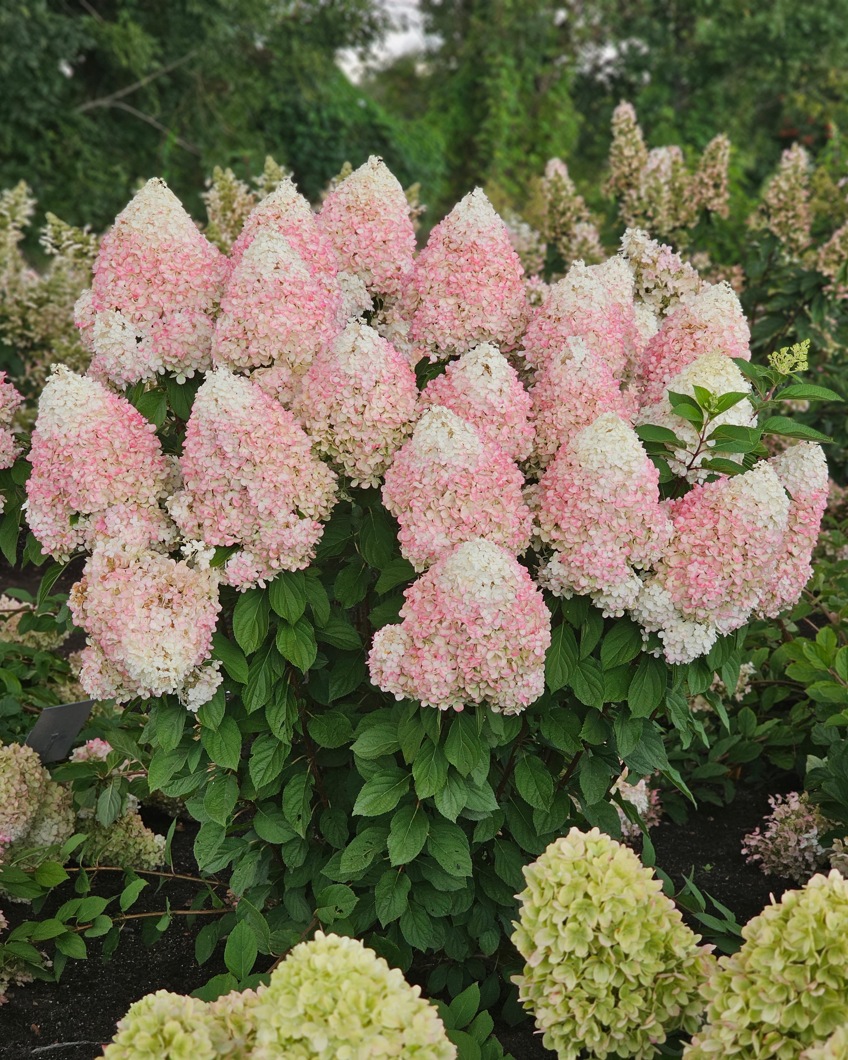 Hydrangea Hercules Rhs Hydrangea paniculata 'Hercules' bare roots | Buy giant hydrangeas ...