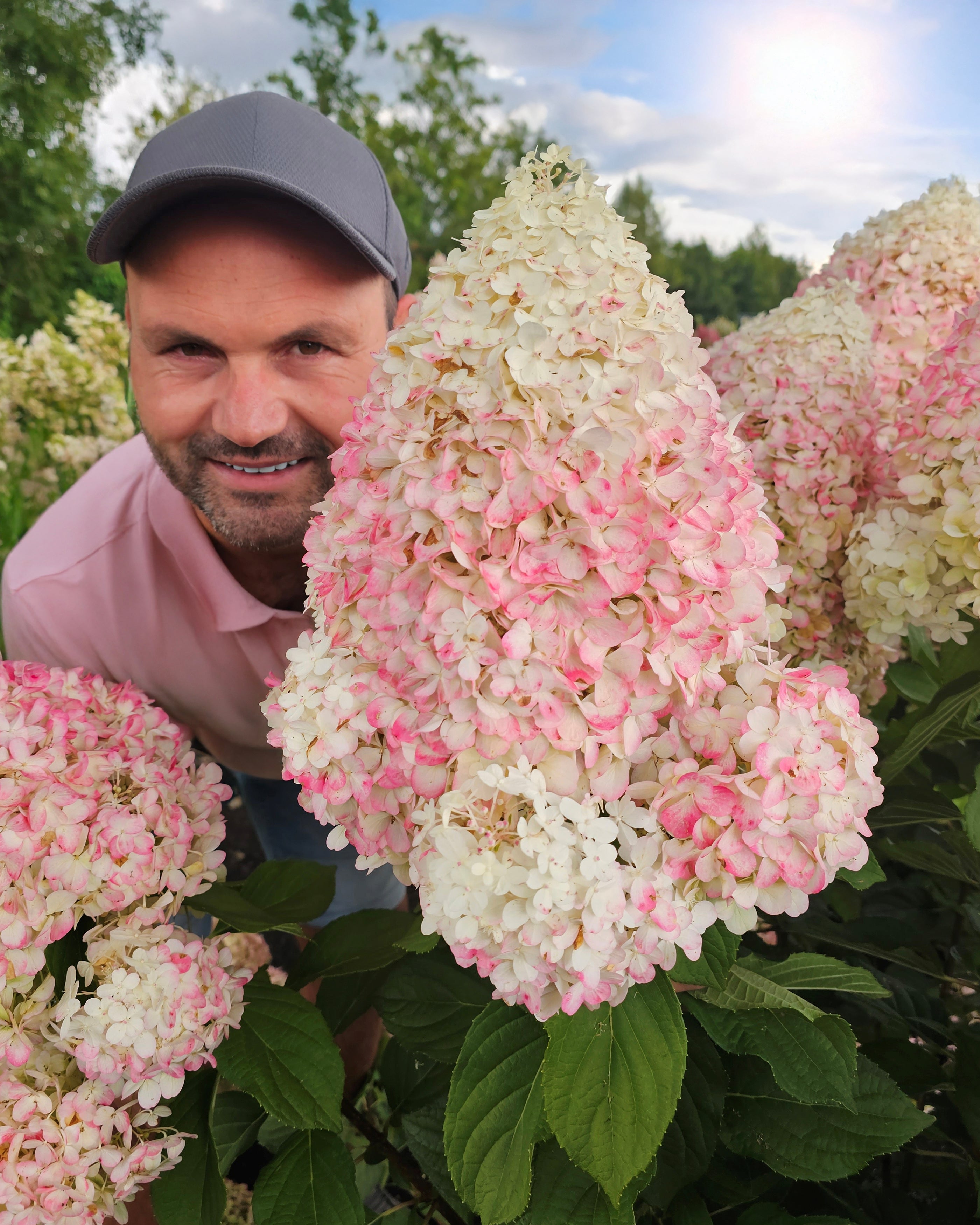 Hydrangea Hercules Rhs Hydrangea paniculata 'Hercules' bare roots | Buy giant hydrangeas ...