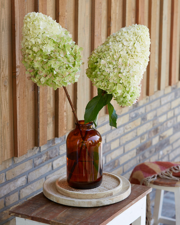 Hydrangea 'Hercules'
