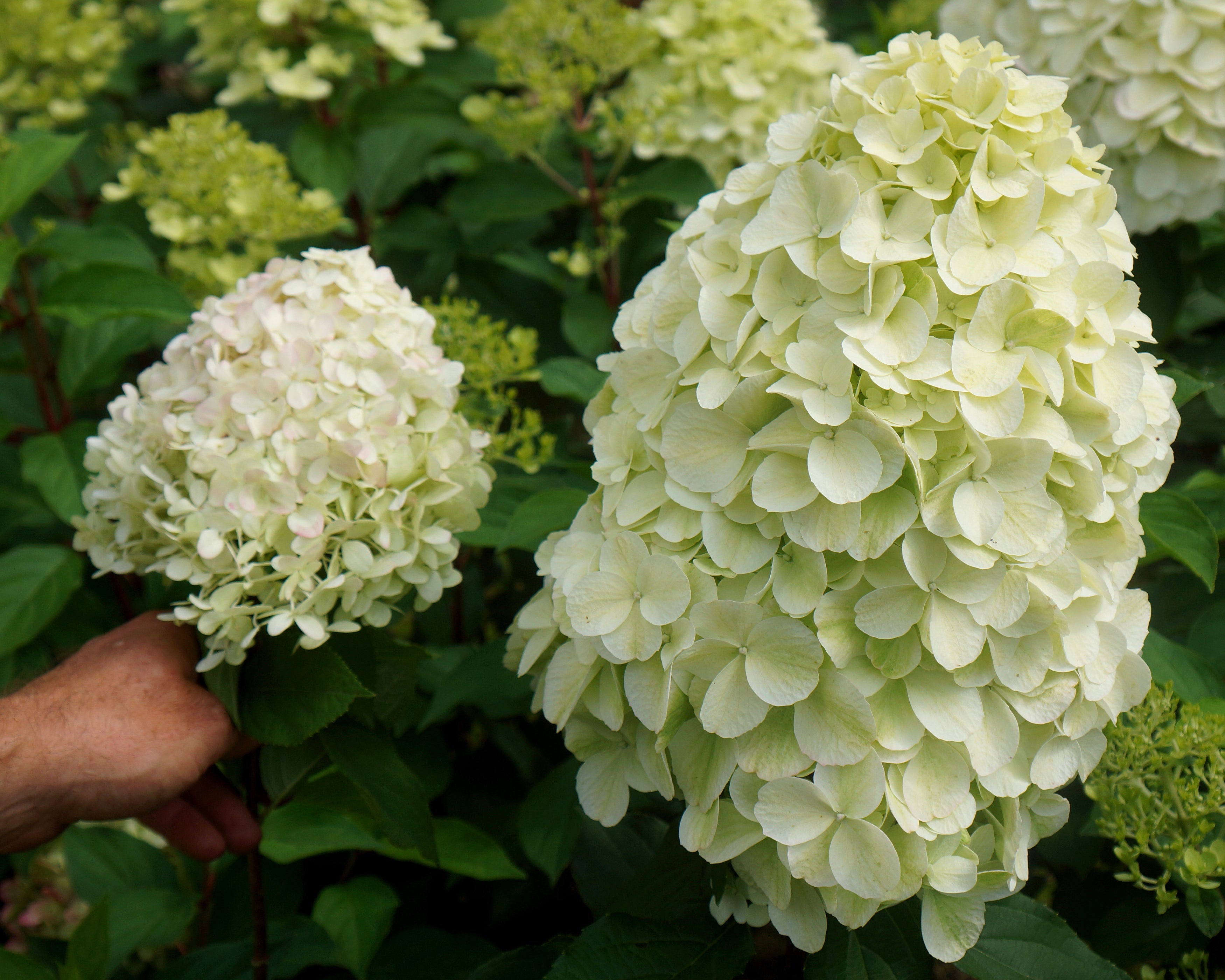 Hydrangea Hercules Rhs Hydrangea paniculata 'Hercules' bare roots | Buy giant hydrangeas ...